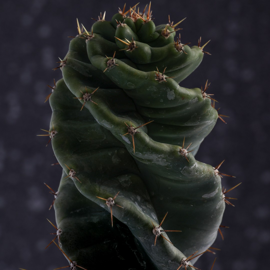 Cereus forbesii spiralis Ø 17 cm