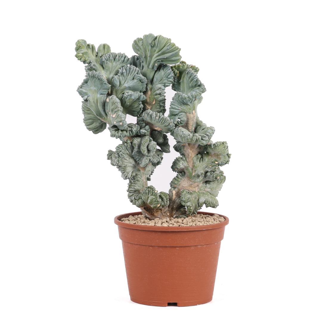Myrtillocactus geometrizans crestato f. minor Ø 18