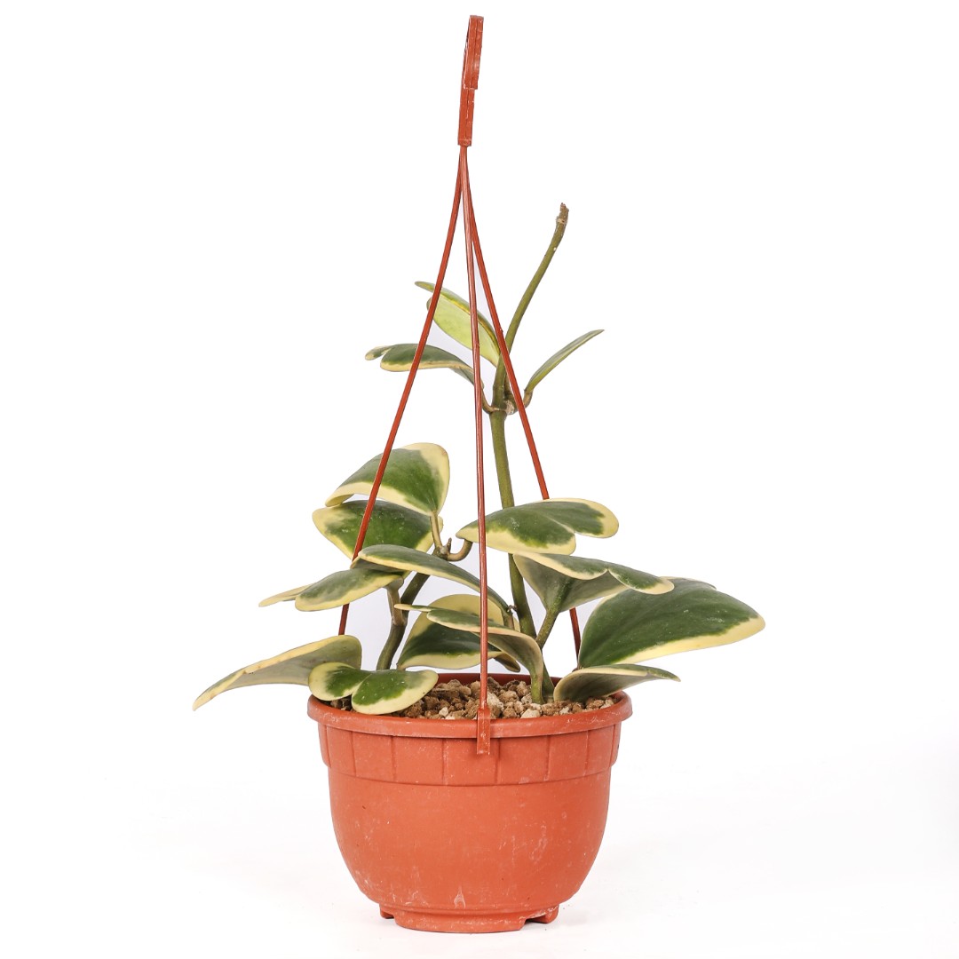 Hoya kerrii Albomarginata Ø 14 cm