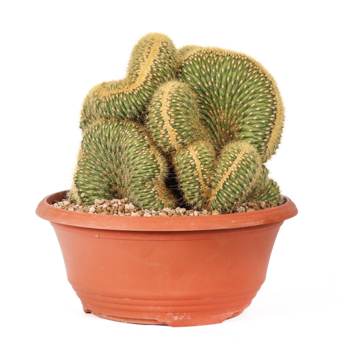 Vatricania guentheri f. crestata Ø 25 cm