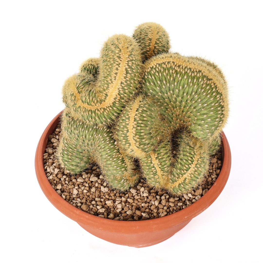 Vatricania guentheri f. crestata Ø 25 cm