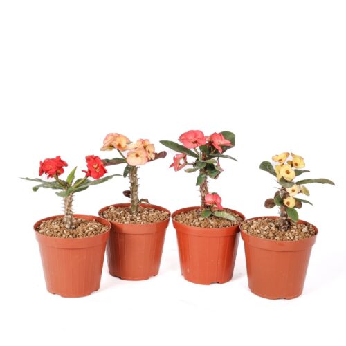 Euphorbia milii x lomi Mix - 4 plants Ø 14 cm