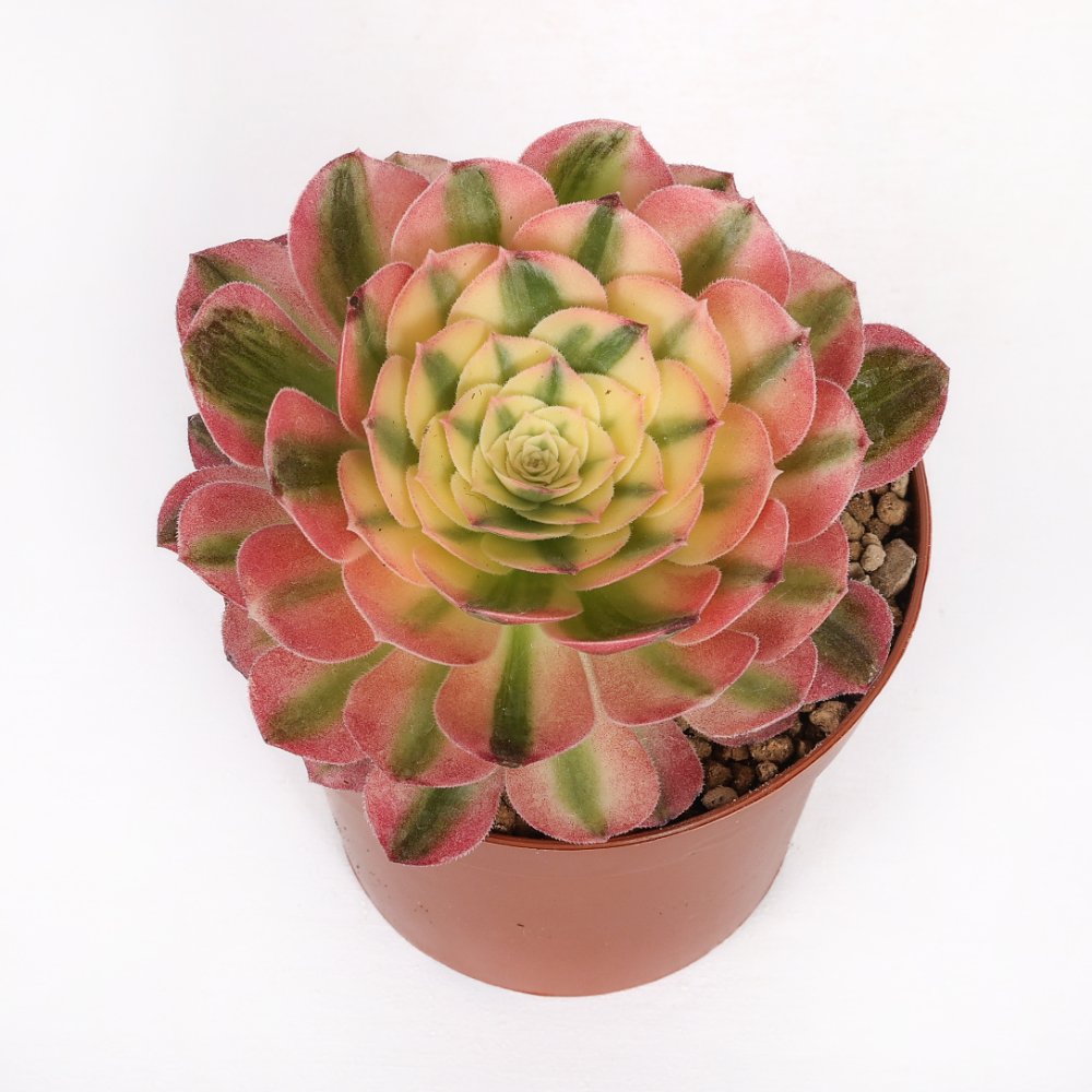 Aeonium 'Sea king' f. variegata in  12 cm pot | CactusMania