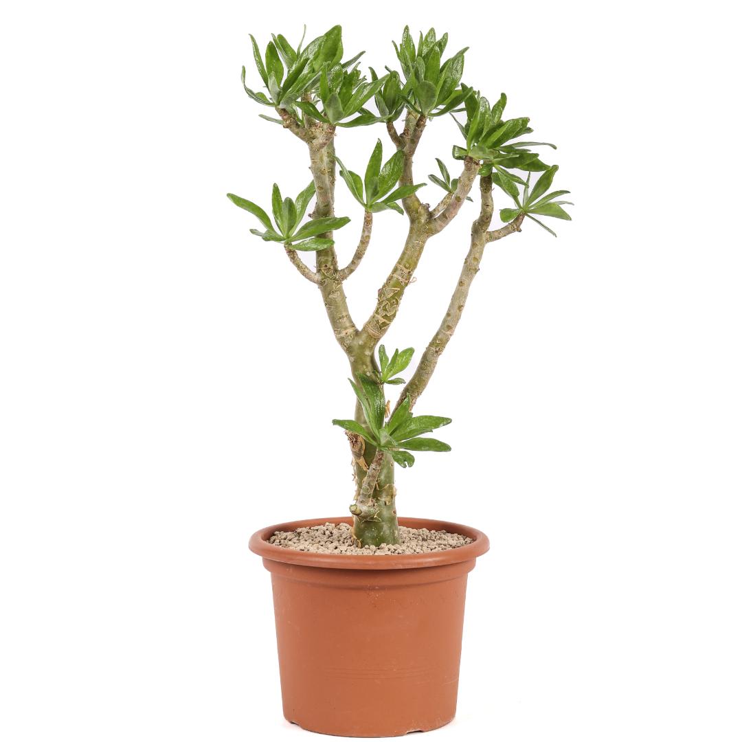 Tylecodon paniculatus Ø 25