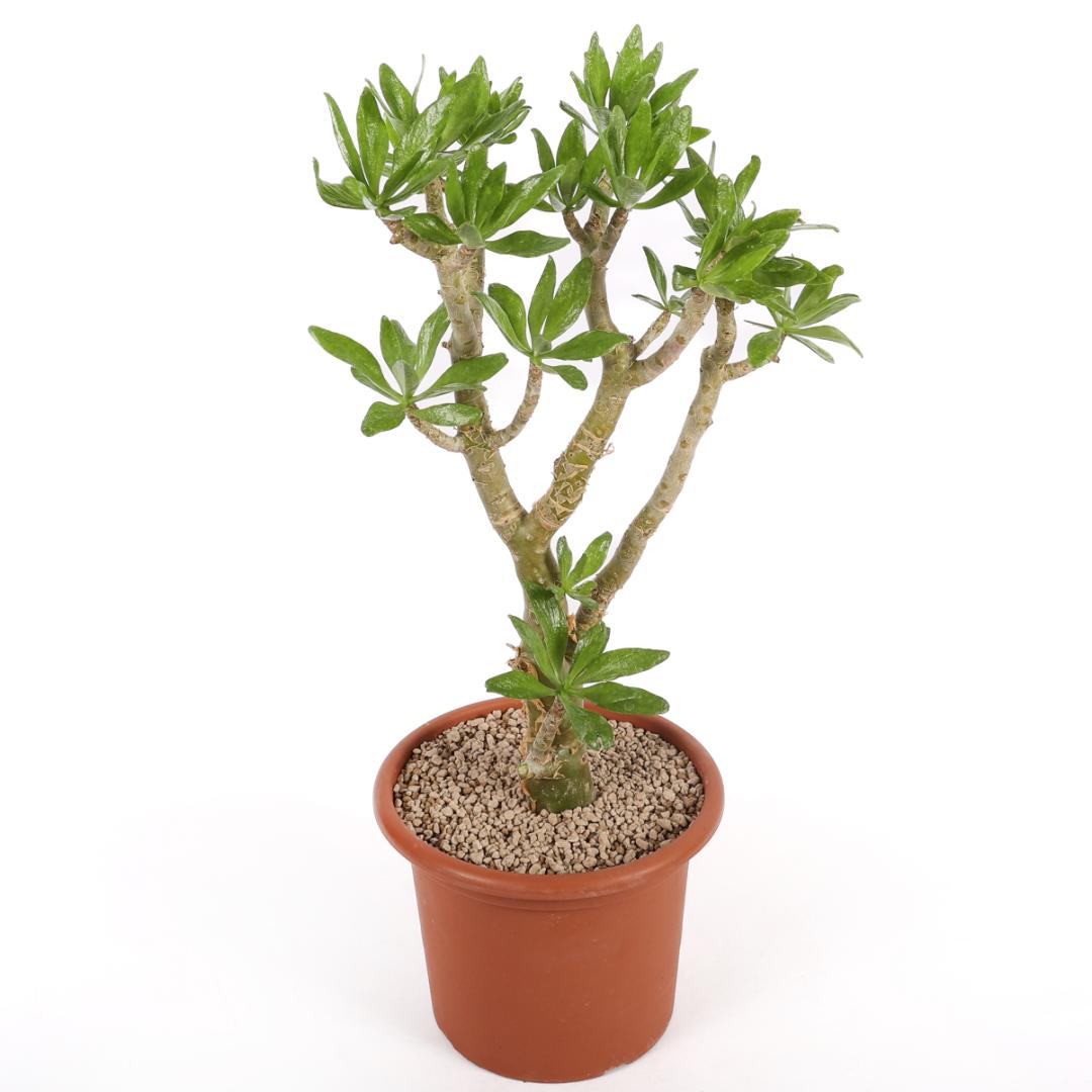 Tylecodon paniculatus Ø 25