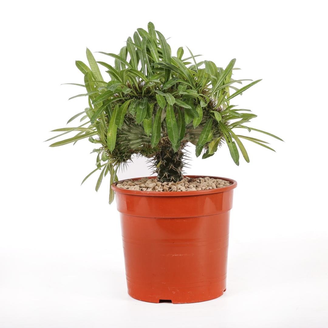 Pachypodium lamerei crestato Ø 17