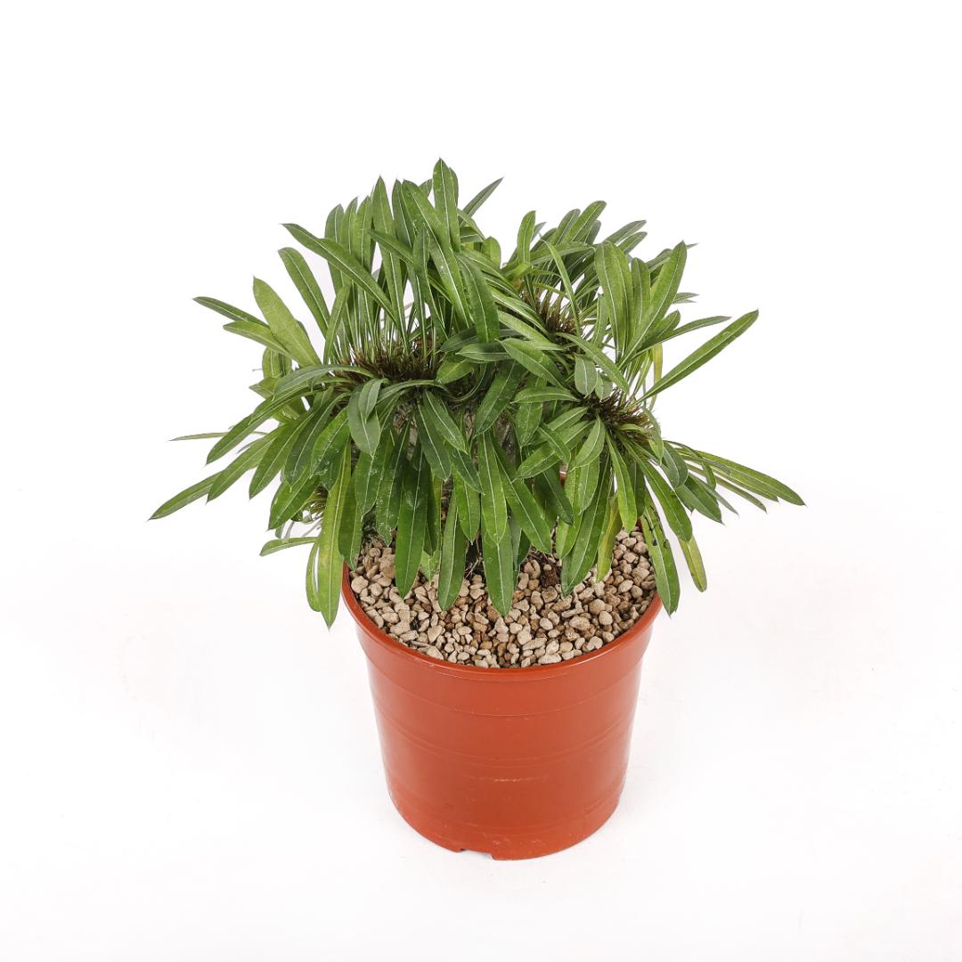 Pachypodium lamerei crestato Ø 17