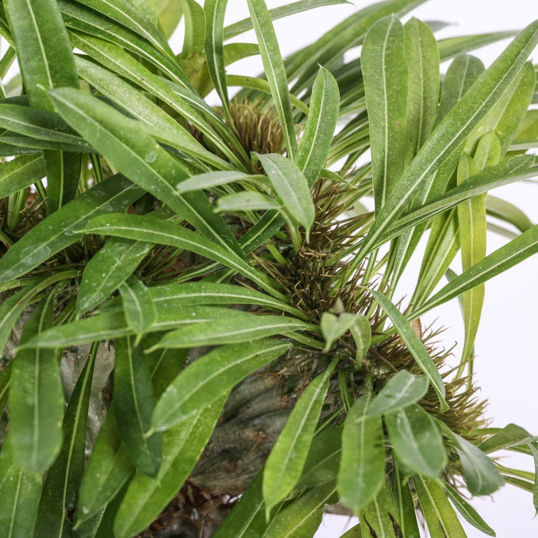 Pachypodium lamerei crestato Ø 17