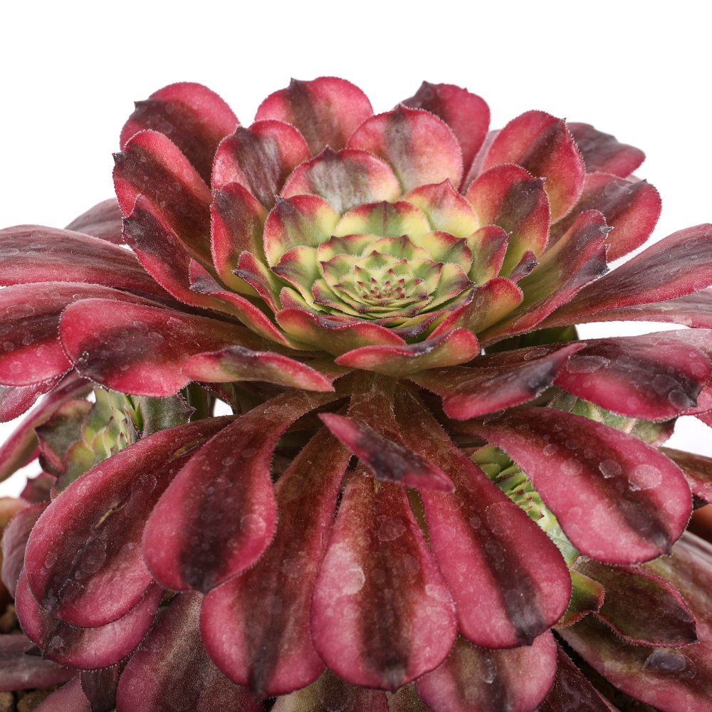 Aeonium Maggie Ø 18 cm