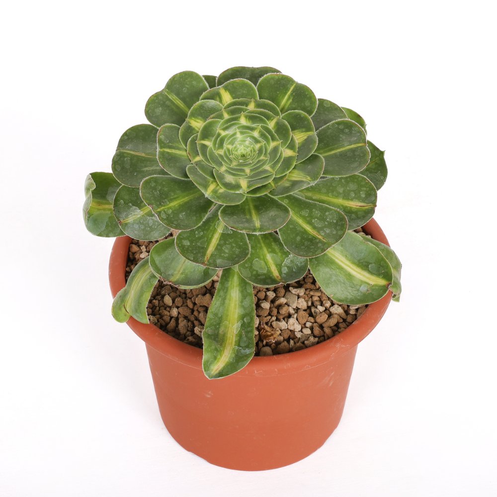 Aeonium Pharaoh Ø 18 cm