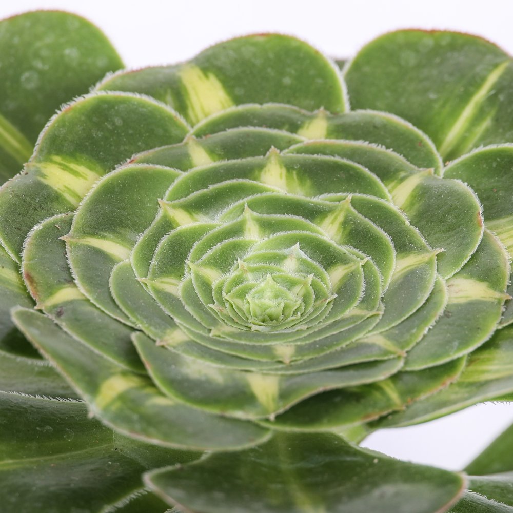 Aeonium Pharaoh Ø 18 cm