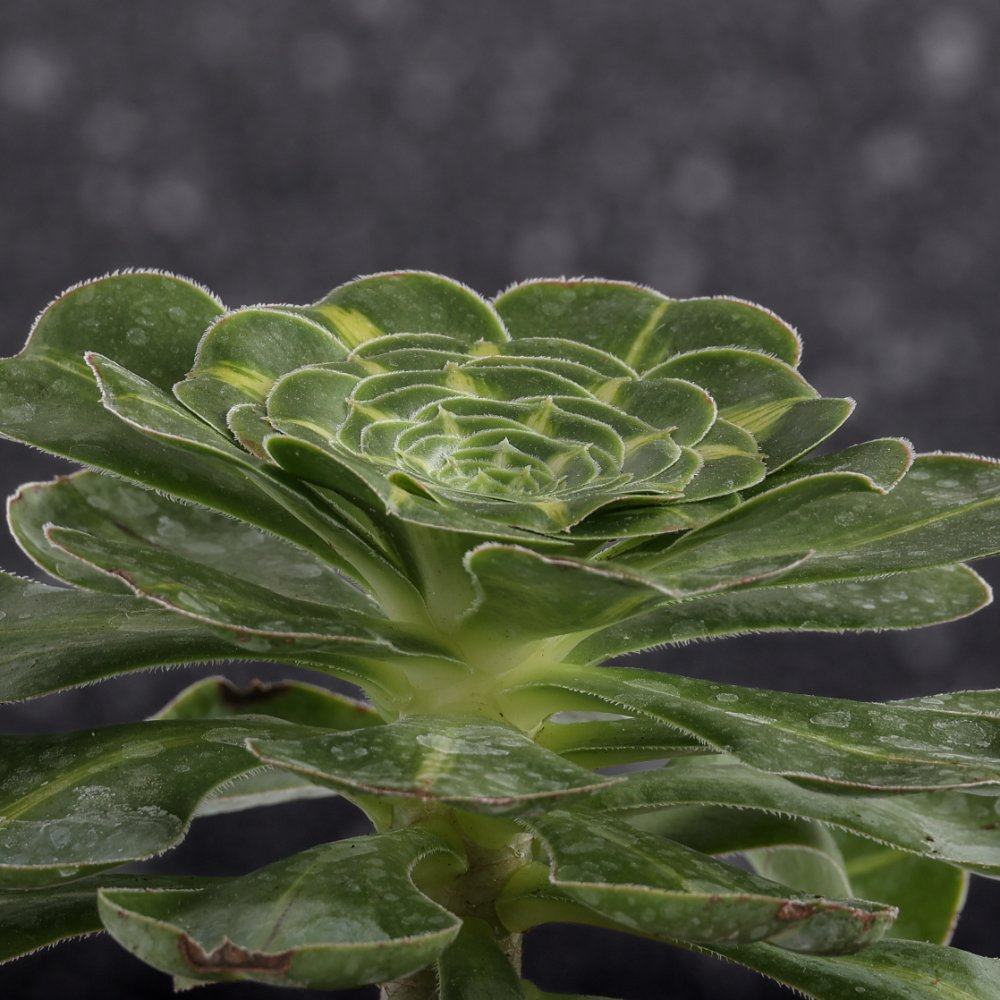 Aeonium Pharaoh Ø 18 cm