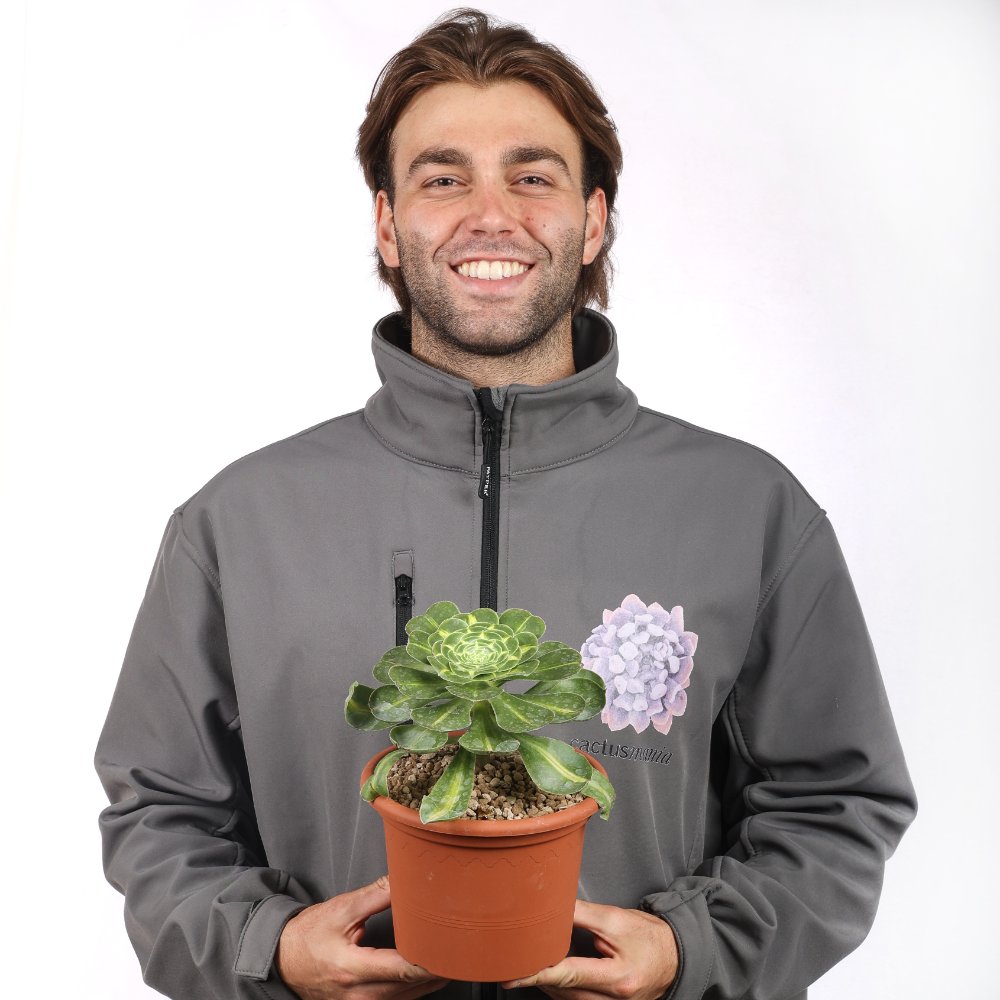 Aeonium Pharaoh Ø 18 cm
