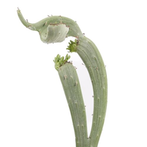 Senecio anteuphorbium crestato Ø 14