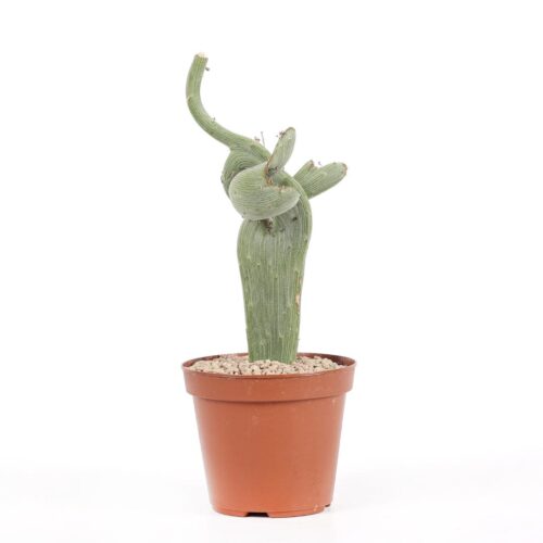 Senecio anteuphorbium crestato Ø 14