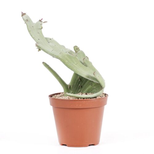 Senecio anteuphorbium crestato Ø 14