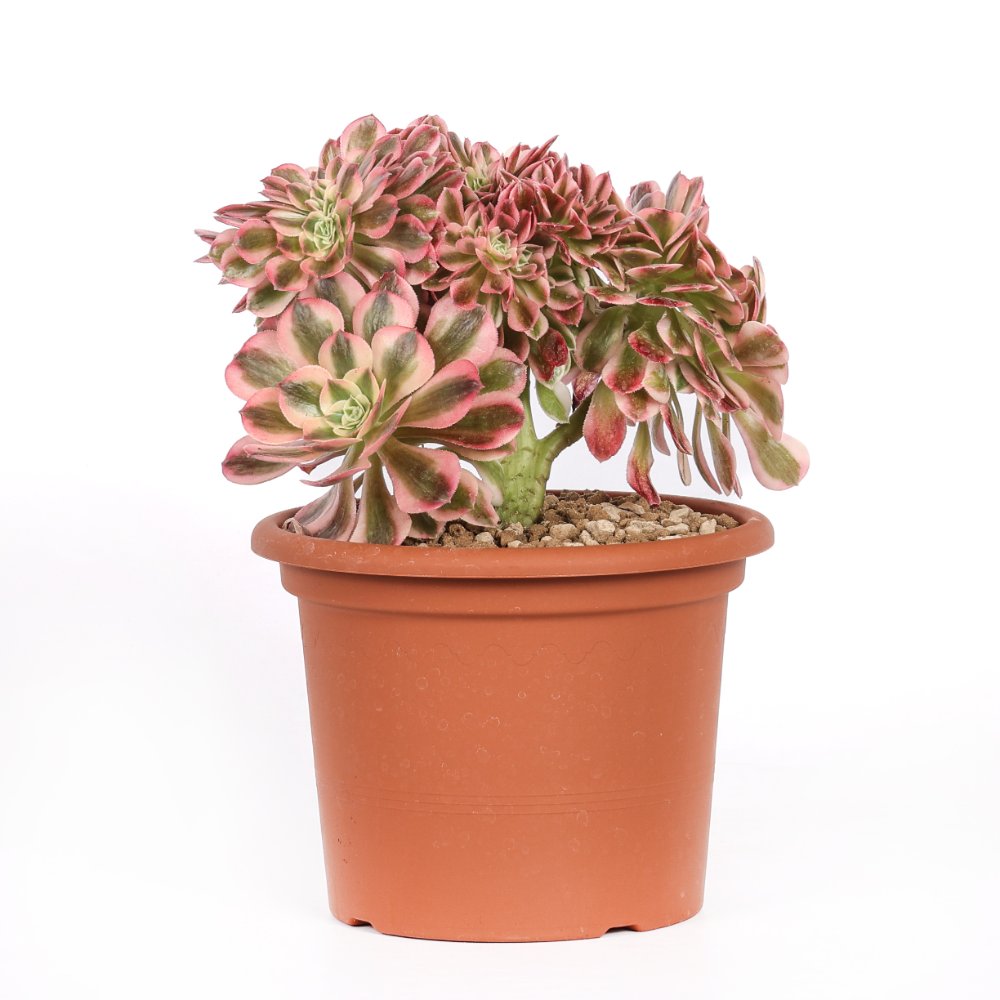 Aeonium Pink Witch f. crestata Ø 18 cm