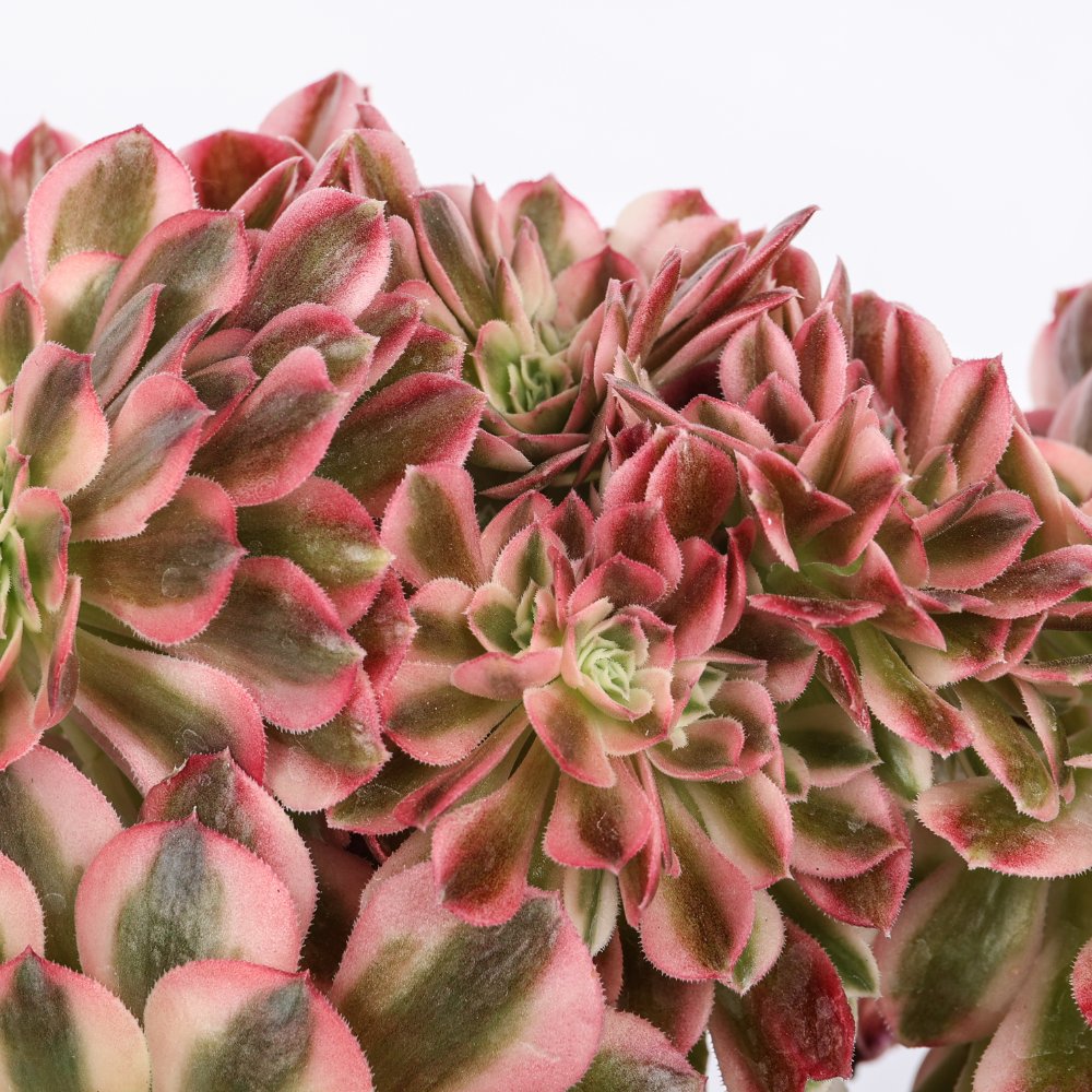 Aeonium Pink Witch f. crestata Ø 18 cm
