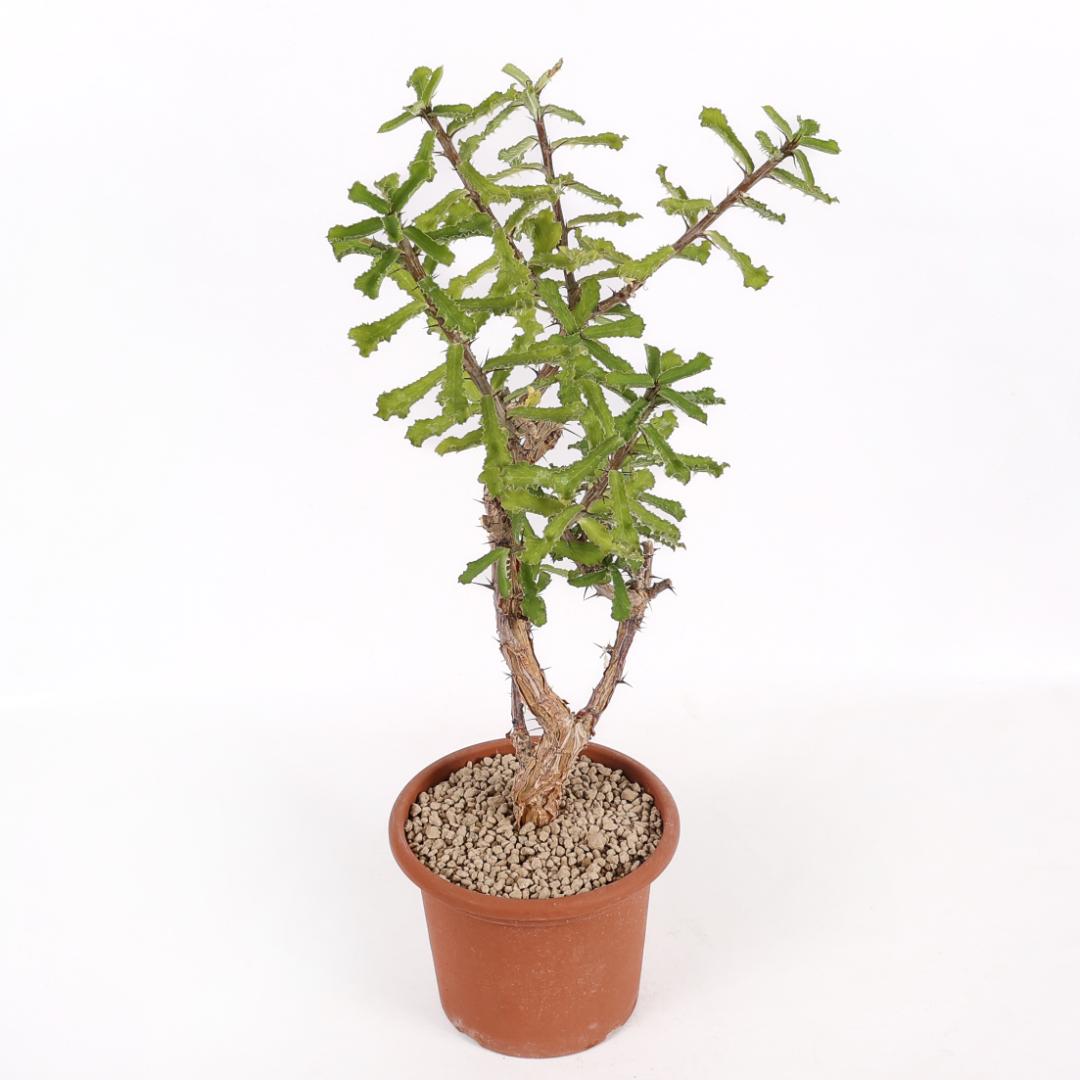 Monadenium elegans Ø 18