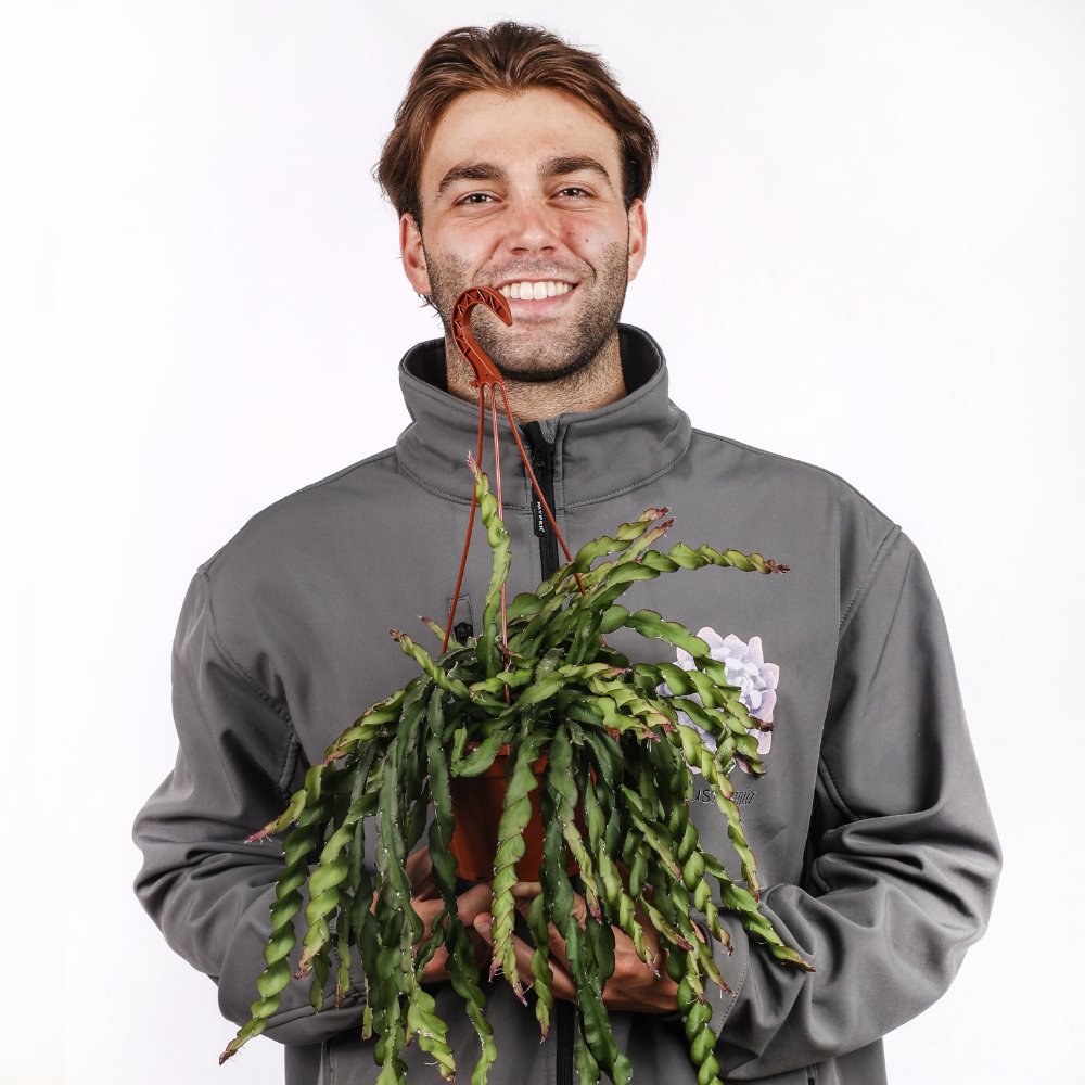 Rhipsalis cruciformis spiralis Ø 14 cm