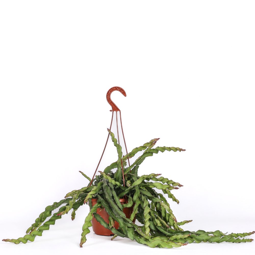 Rhipsalis cruciformis spiralis Ø 14 cm