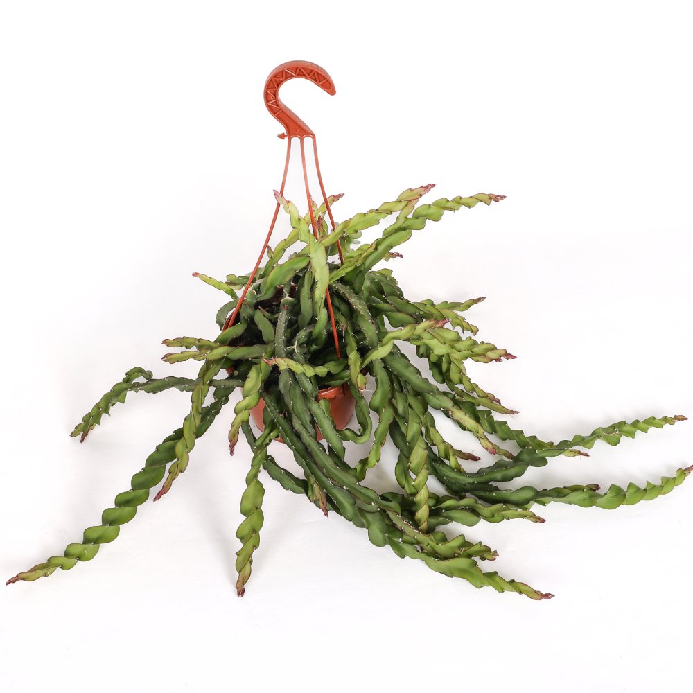 Rhipsalis cruciformis spiralis Ø 14 cm