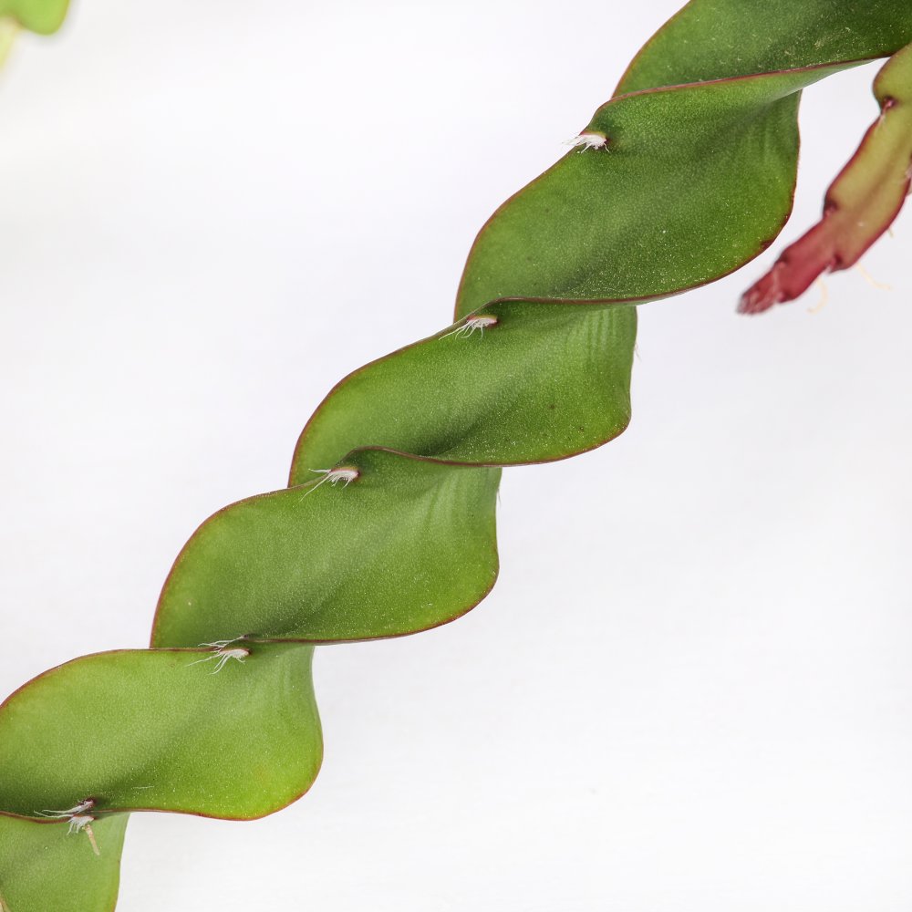Rhipsalis cruciformis spiralis Ø 14 cm