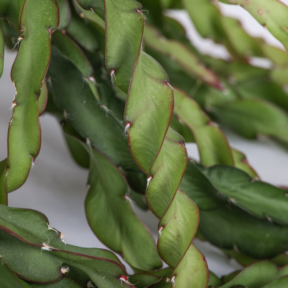 Rhipsalis cruciformis spiralis Ø 14 cm