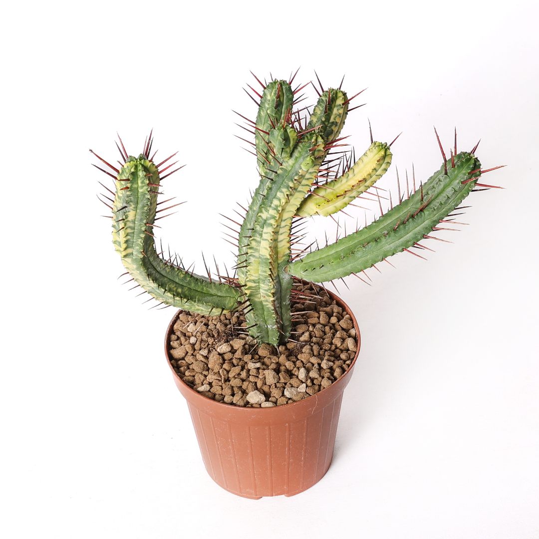 Euphorbia enopla variegata Ø 12 cm