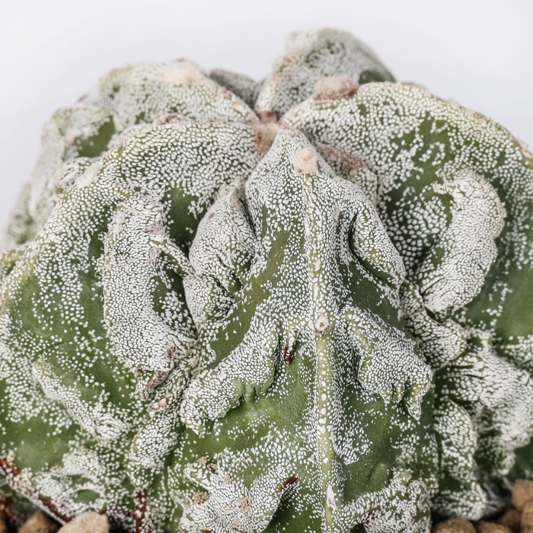 Astrophytum myriostigma Fukuryu Haku-Jo Ø 10,5 cm