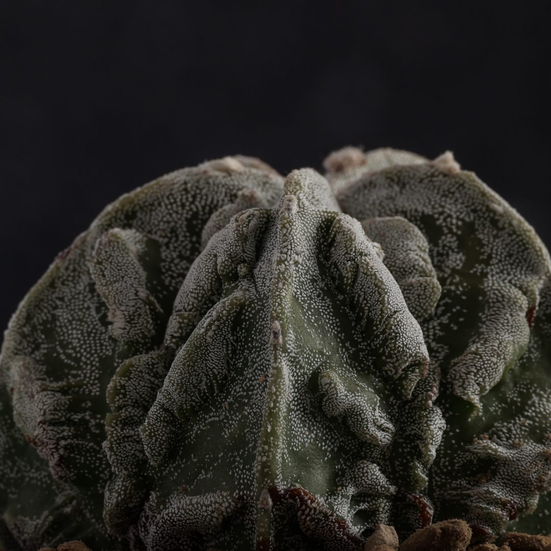 Astrophytum myriostigma Fukuryu Haku-Jo Ø 10,5 cm
