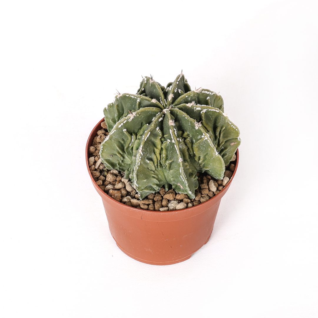 Astrophytum ornatum x Fukuryu Ø 10,5 cm