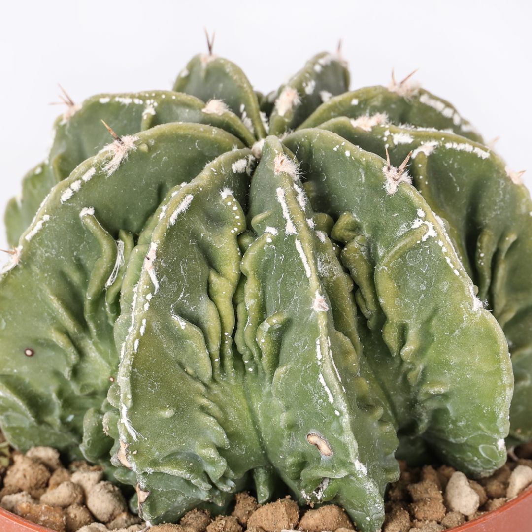 Astrophytum ornatum x Fukuryu Ø 10,5 cm
