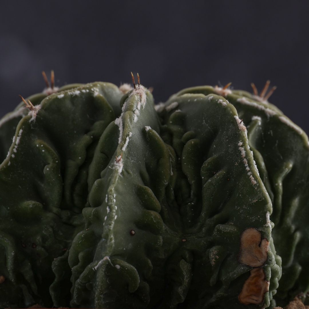 Astrophytum ornatum x Fukuryu Ø 10,5 cm