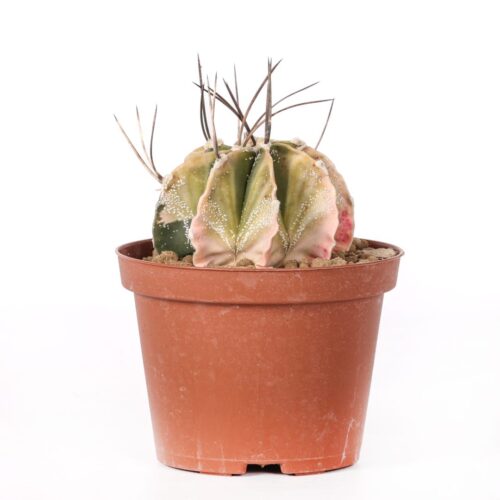 Astrophytum capricorne variegato Ø 10,5 cm