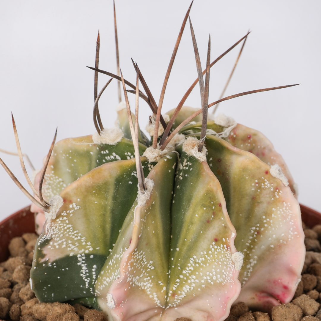 Astrophytum capricorne variegato Ø 10,5 cm