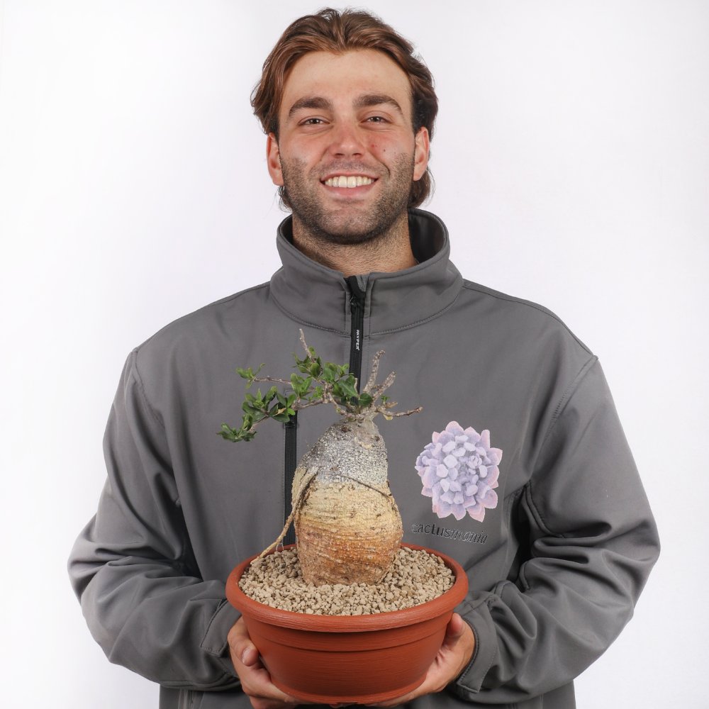 Fockea edulis Ø 25 cm