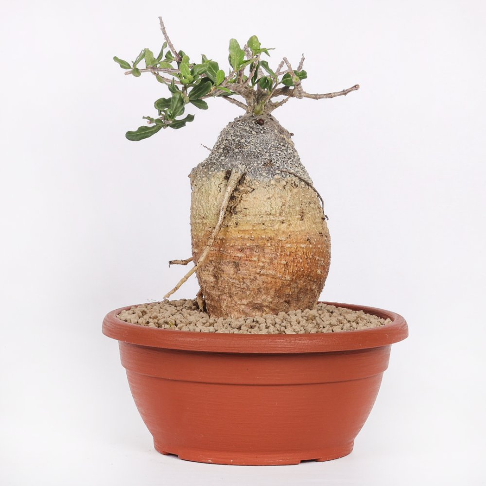 Fockea edulis Ø 25 cm