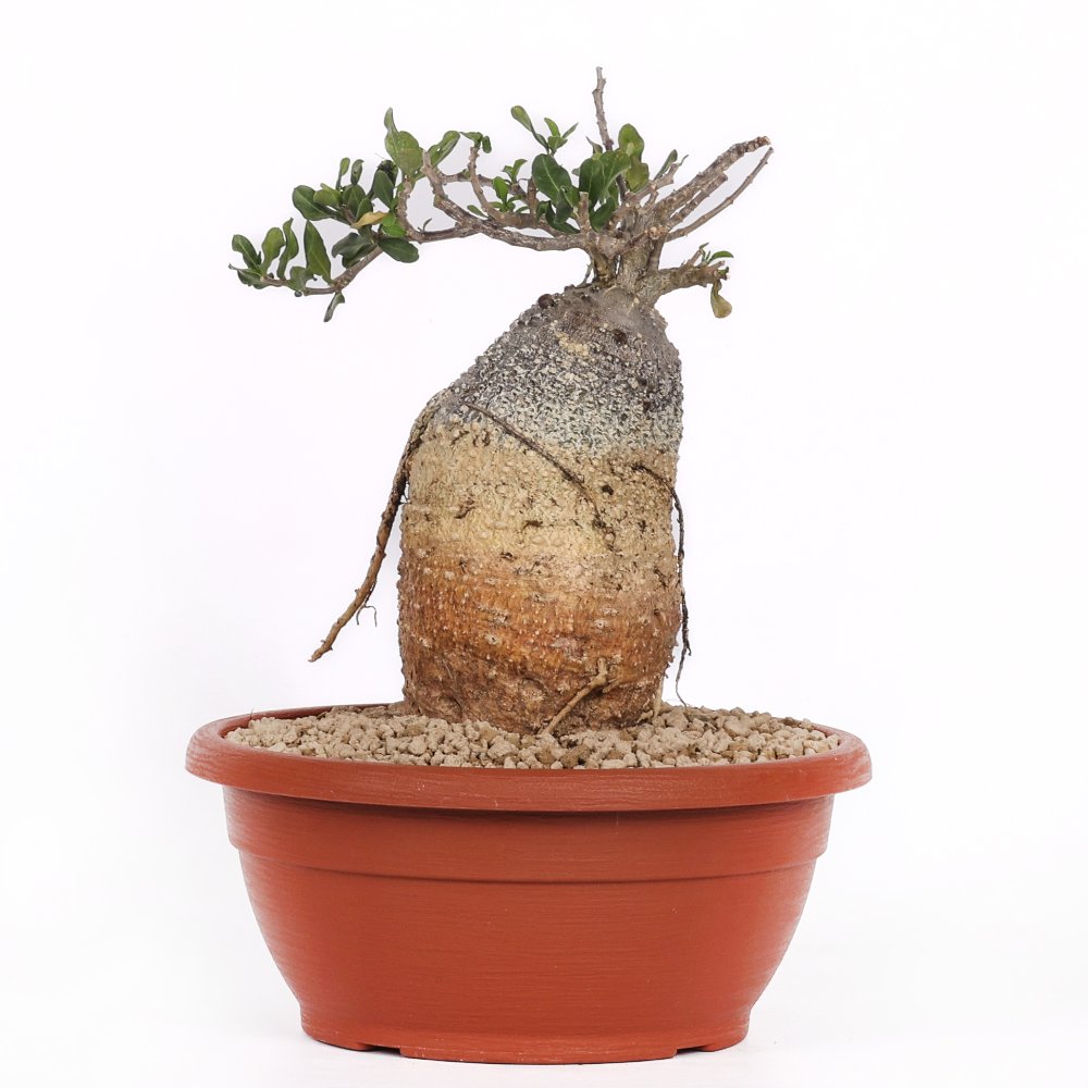 Fockea edulis Ø 25 cm