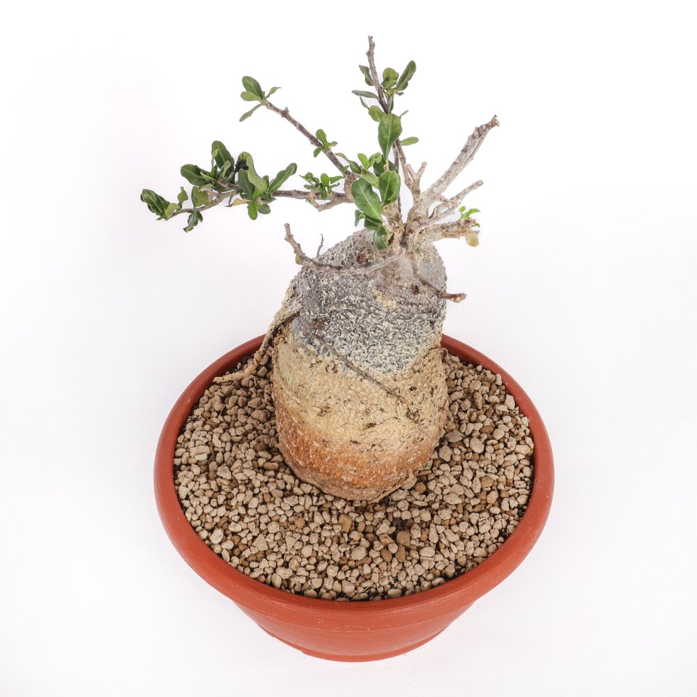 Fockea edulis Ø 25 cm
