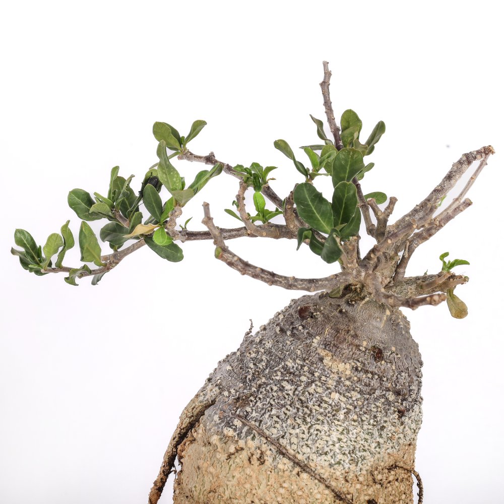 Fockea edulis Ø 25 cm