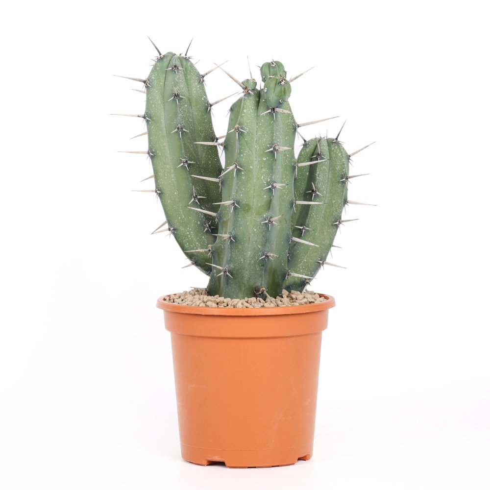 Myrtillocactus geometrizans Ø 17 cm