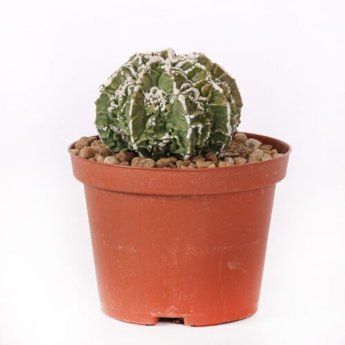 Astrophytum myriostigma Fukuryu Haku-Jo Ø 10,5 cm