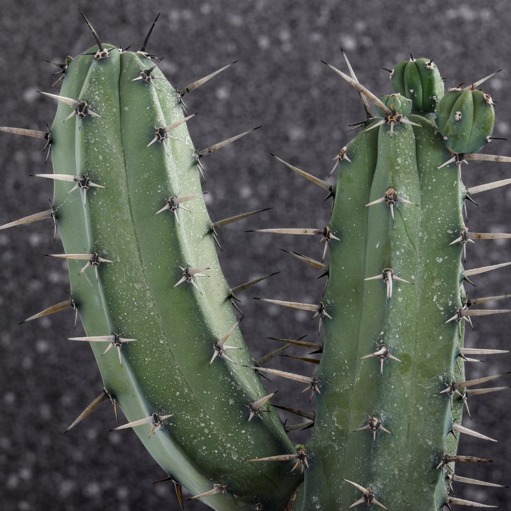 Myrtillocactus geometrizans Ø 17 cm