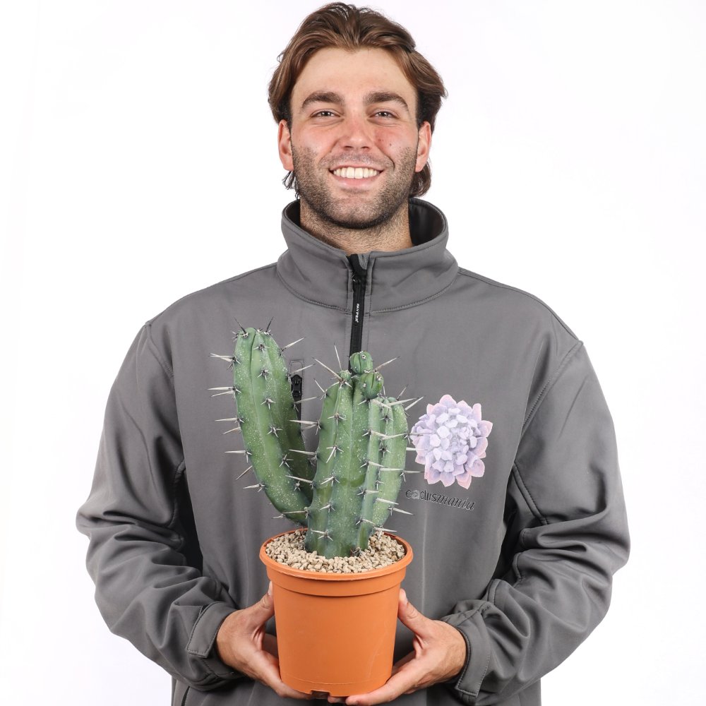 Myrtillocactus geometrizans Ø 17 cm
