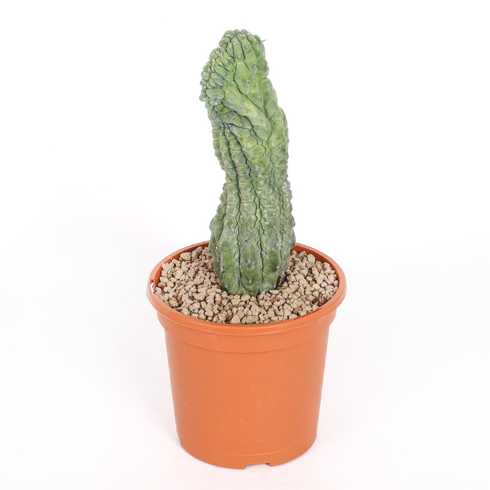Myrtillocactus geometrizans 'Glorp' Ø 17 cm