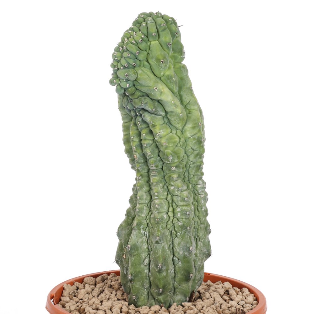 Myrtillocactus geometrizans 'Glorp' Ø 17 cm