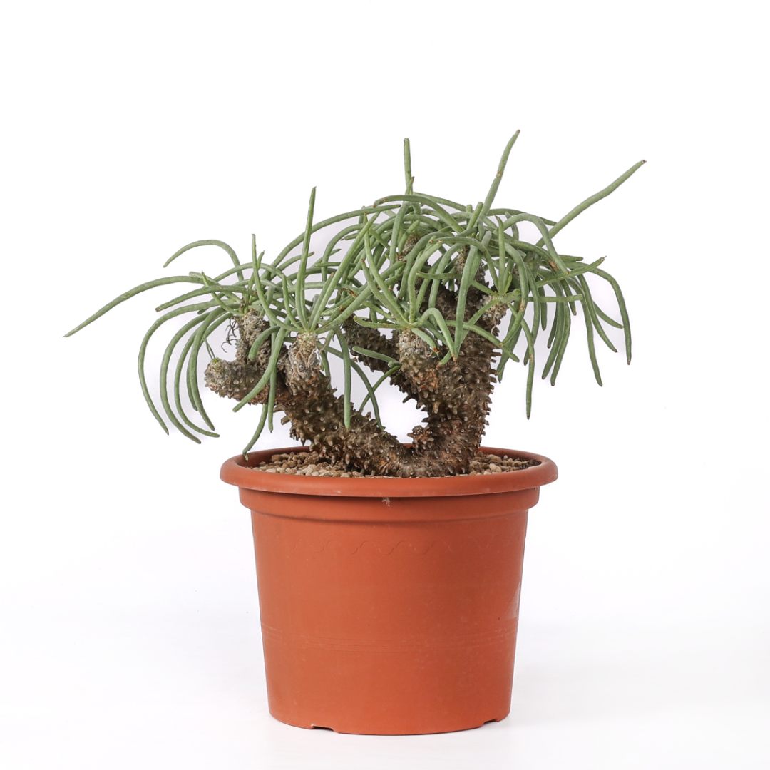 Tylecodon wallichii Ø 25 cm