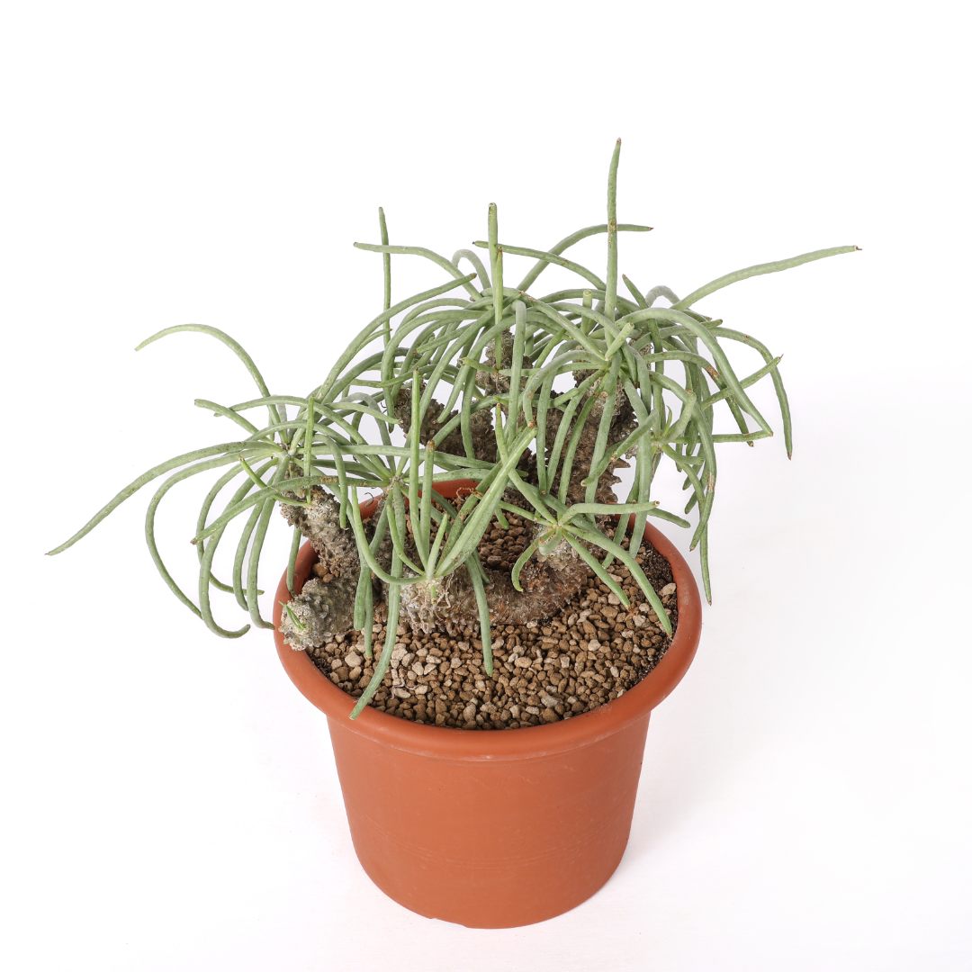 Tylecodon wallichii Ø 25 cm