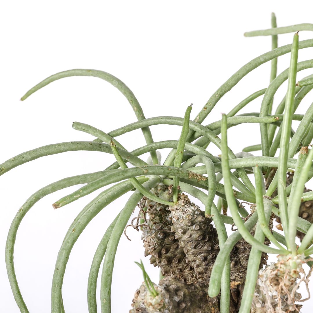 Tylecodon wallichii Ø 25 cm